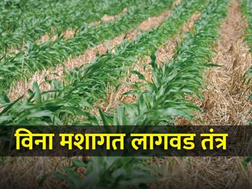 No-tillage technology beneficial for Rabi crops | रब्बी पिकांसाठी विना मशागत लागवड तंत्रज्ञान फायदेशीर