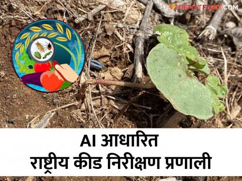 Latest News Crop photo uploading mobile app for pest management advice see details | Agriculture News : पिकाचा फोटो काढायचा, अपलोड करायचा, कीड व्यवस्थापन सल्ला देणारे मोबाईल अँप 