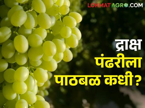 Latest News Government needs to give 50 percent subsidy to grape farmers | द्राक्ष उत्पादक शेतकऱ्यांना आर्थिक फटका, शासनाने 50 टक्के अनुदान देणं गरजेचं! 