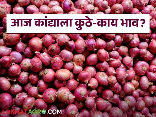 latest news sunday onion kanda bajarbhav in nashik, akluj market yard check here details | Onion Bajarbhav : अकलूज बाजार समितीत लाल कांद्याला काय भाव मिळाला? वाचा आजचे सविस्तर बाजारभाव