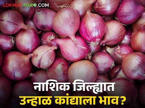 Latest News Todays kanda market in nashik market yard check here onion price | Kanda Bajarbhav : नाशिक जिल्ह्यातील बाजारात उन्हाळ कांद्याचा दर काय? वाचा आजचे बाजारभाव