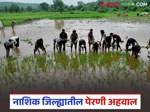 Latest News Paddy cultivation Sowing delayed due to continuous rains in Nashik district | नाशिक जिल्ह्यात सततच्या पावसामुळे पेरण्यांना विलंब, भातासह इतर पेरणी किती झाली? 