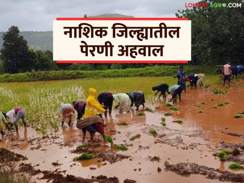 Latest News Kharif season Kharif sowing in Nashik district 76 percent complete with maka lagvad highest | नाशिक जिल्ह्यांत कांद्यापेक्षा 'या' पिकाची सर्वाधिक लागवड, पहा किती झाली पेरणी? 