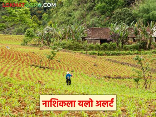 Latest News Unseasonal rains in Nashik district for next four days, read in detail | Rain Alert : नाशिक जिल्ह्यात पुढील चार दिवस अवकाळी पाऊस कायम, वाचा सविस्तर