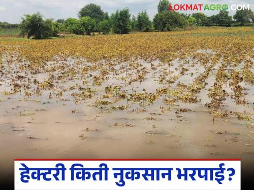 Pik Nuksan Bharpai : Spent a lot on crops but everything was washed away by the rain; How much assistance will you get per hectare? | Pik Nuksan Bharpai : पिकांसाठी भरपूर खर्च केला पण सगळा पावसाने धुऊन गेला; हेक्टरी किती मिळणार मदत?