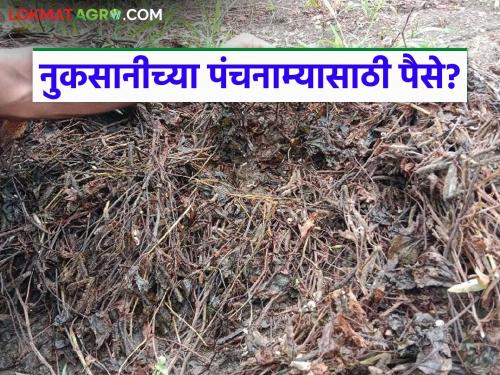 Latest news Avkali Paus Nuksan Are you being charged for damage assessment Read in detail | नुकसानीच्या पंचनाम्यासाठी तुमच्याकडून पैसे घेतले जात आहेत का? वाचा सविस्तर 