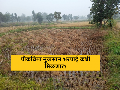 Latest News 11 lakh 88 thousand farmers of Ahmednagar district did not get crop insurance compensation | Pik Vima Yojna : नऊ एकराचा पीकविमा काढला, पण नुकसान भरपाई मिळाली नाही, कारण काय? 