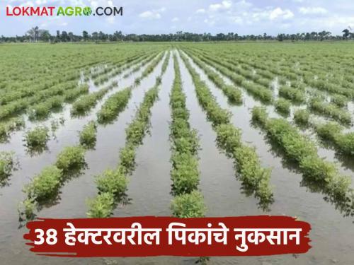 Latest News Agriculture News Crops on 38,000 hectares were destroyed in Nashik district within 13 hours, read in detail  | Agriculture News : नाशिक जिल्ह्यात 13 तासांतच 38 हजार हेक्टरवरील पिके जमीनदोस्त, वाचा सविस्तर 