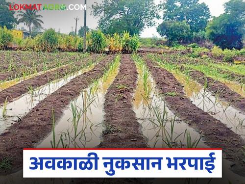 latest News Farmers in chandrapur district received compensation for untimely losses, read in detail | 'या' जिल्ह्यातील शेतकऱ्यांना अवकाळीची नुकसान भरपाई आली, वाचा सविस्तर 