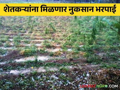 Compensation of Agricultural Crops : The state government approved the compensation of agricultural crops; Read in detail how much money will be deposited in the bank account through DBT soon | Compensation of Agricultural Crops : शेतीपिकांच्या नुकसान भरपाईस राज्य शासनाने दिली मंजुरी; लवकरच डीबीटीद्वारे बँक खात्यात किती जमा होणार पैसे? वाचा सविस्तर