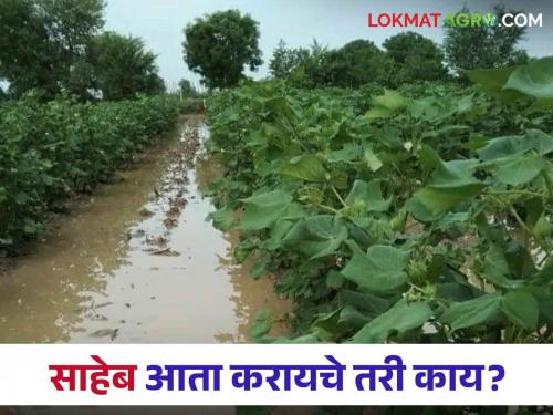 Heavy rains in 13 mandals of Buldhana district, farmers desperate; Eyes on the help of the administration | बुलढाणा जिल्ह्यात १३ मंडळांमध्ये अतिवृष्टी, शेतकरी हतबल; प्रशासनाच्या मदतीकडे डोळे