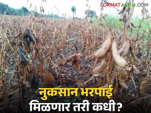 Agriculture News : When will the loss-affected farmers get help? But the account did not even get a rupee! | Agriculture News : नुकसानग्रस्त शेतकऱ्यांना मदत मिळणार तरी कधी? खात्यात मात्र रुपयाही आला नाही !