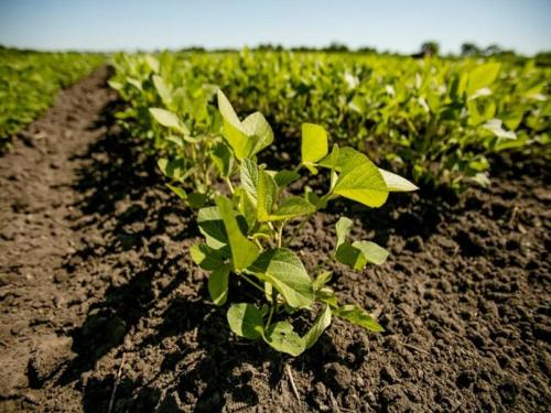 Soybean crop in damage Ain Phulora has been hit hard, farmers are worried | ऐन फुलोऱ्यातील सोयाबीन पिकाला मोठा फटका, शेतकरी हवालदिल