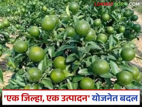 latest news ODOP Scheme: Big change! New doors open for food processing industries in 'One District, One Product' scheme Read in detail | ODOP Scheme : मोठा बदल! 'एक जिल्हा, एक उत्पादन' योजनेत अन्नप्रक्रिया उद्योगांसाठी नवे दरवाजे खुले वाचा सविस्तर