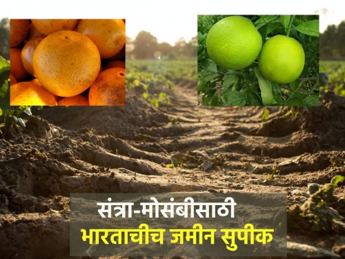 Indian soil is more fertile for oranges than America | अमेरिकेपेक्षा भारतीय जमीन संत्रा-मोसंबीसाठी सुपीक