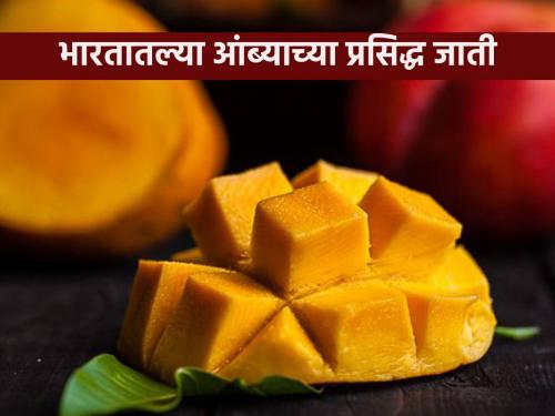 Do you know these famous varieties of mangoes in India? Know their features... | भारतातील आंब्याच्या या प्रसिद्ध जाती तुम्हाला माहित आहेत का? जाणून घ्या त्यांची वैशिष्टये...