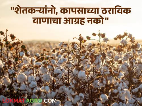 Cotton Seed : Farmers, don't insist on a certain variety of cotton; Agriculture Department's advice to farmers | Cotton Seed : शेतकऱ्यांनो, कापसाच्या ठराविक वाणाचा आग्रह नको; कृषी विभागाचा सल्ला