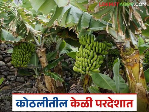 Latest News Keli niryat Banana exported to Oman and Iran, fetched Rs 2121 per quintal | जळगावच्या केळीची ओमान, इराणला गोडी, प्रतिक्विंटलला इतका भाव मिळाला? 