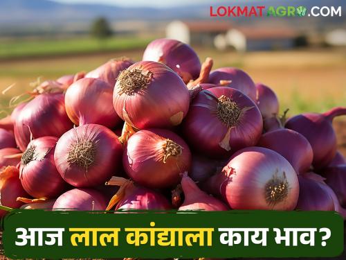Latest News Todays Onion Market Price In nashik and maharashtra | Onion Market : लाल कांद्याला सरासरी इतका दर मिळाला, तर उन्हाळ कांद्याची आवक घटली! 