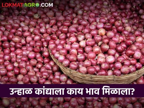 Latest News summer onion price down in Nashik market Yards, read market price | Onion Market : नाशिक बाजार समितीत उन्हाळ कांदा दरात घसरण, वाचा आज काय भाव मिळाला?