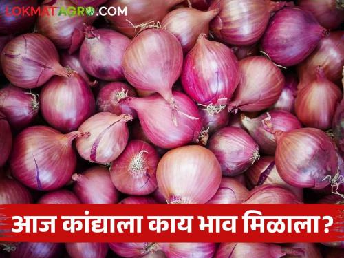 Latest News Today red and summer onion market price in market yards check here | Onion Bajarbhav : धाराशिव बाजारात लाल कांद्याला काय भाव मिळाला? आजचे कांदा बाजारभाव