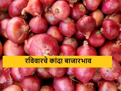 Latest News 21 april 2024 Todays Summer onion Market price in maharashtra | Onion Market : रामटेक बाजार समितीत उन्हाळ कांद्याला सर्वाधिक भाव, वाचा इतर बाजार समितीत किती?