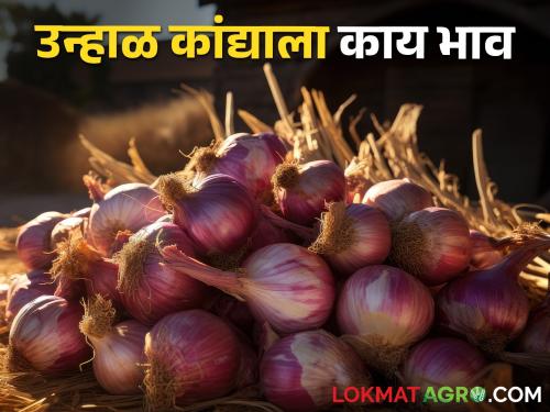 Latest News 22 april 2024 Todays Red summer onion Market Price in nashik and other market yards | Onion Market : लाल- उन्हाळ कांद्याला कुठे काय भाव मिळाला? वाचा बाजारभाव एका क्लिकवर 