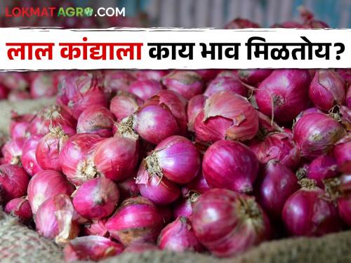 Latest News 25 may 2024 Todays Onion Market price in market yards check here | Onion Market : उन्हाळ कांद्याची आवक घटली, आज कुठे-काय बाजारभाव मिळाला? वाचा सविस्तर