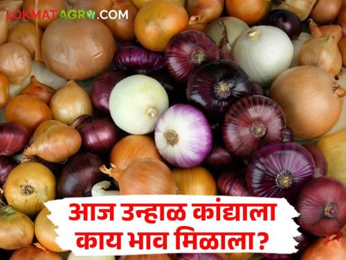 Latest News 28 may 2024 Todays Onion Market Price In market yards Check Here | Onion Market : लाल कांद्याला 'इथे' मिळाला सर्वात कमी दर, वाचा आजचे कांदा बाजारभाव