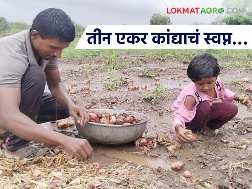 latest news Onion Damage: The dream of three acres of onions…and a future washed away in the rain! Read in detail | Onion Damage : तीन एकर कांद्याचं स्वप्न…अन् पावसात वाहून गेलेलं भविष्य! वाचा सविस्तर
