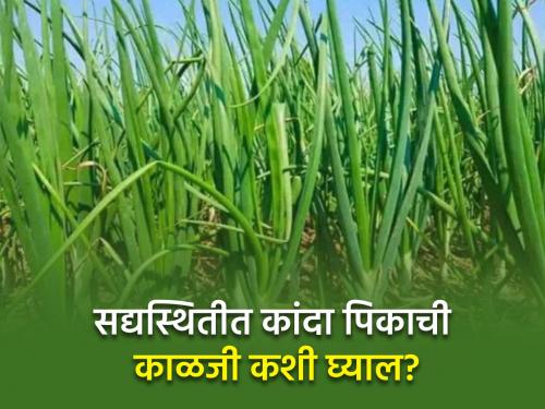 How to manage onion crop in cloudy weather? | ढगाळ वातावरणात कांदा पिकाचे व्यवस्थापन कसे करावे?