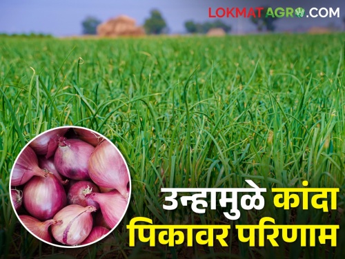 Latest News Effect on onion crop due to temperature in nashik district | उन्हामुळे कांदा पिकावर परिणाम, जानेवारी महिन्यातील कांदा लागवड संकटात 