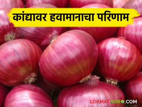 Onion Disease : Onion crop affected by various diseases | Onion Disease : कांदा पिकावर विविध रोगांचा प्रादुर्भाव; वेळीच करा उपाययोजना 