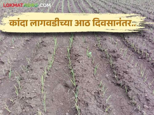 Latest News Onion Crop remedy for new leaves after onion cultivation Read in detail | Onion Crop : कांदा लागवडीनंतर नवीन पात निघण्यासाठी, कांदा चांगला राहण्यासाठी काय कराल? 