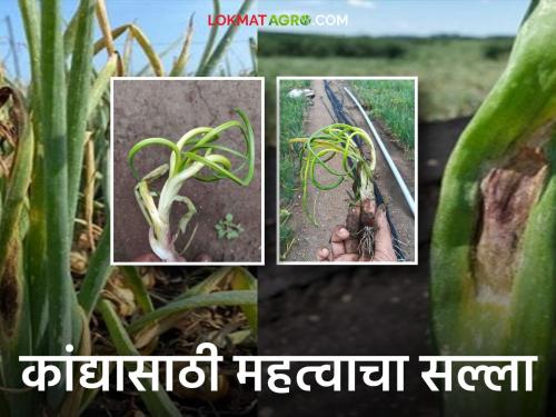 Use these low cost sprays to control blight and sucking pests in onion crops | कांदा पिकातील करपा व फुलकिडींच्या नियंत्रणासाठी घ्या ह्या कमी खर्चातील फवारण्या