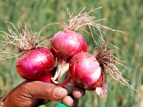 Latest News Central team on tour for onion crop inspection in Nashik district | कांद्याला भाव नाही, दुष्काळी स्थिती, केंद्रीय पथक पाहणीसाठी पुन्हा नाशिक जिल्ह्यात