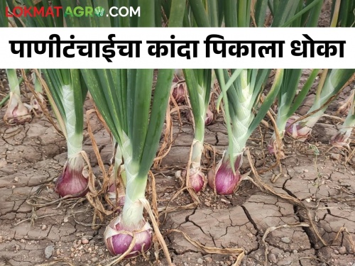 Latest News Onion production is likely to decrease due to water scarcity | नद्या, विहिरी कोरड्याठाक, पाण्याअभावी कांद्याचे पीक हातचे जाण्याची भीती