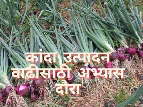 Latest News Study tour of Central Committee for Increase of Onion Production | अवकाळीने कांदा पिकाचे नुकसान, केंद्रीय समितीचा पाहणी अभ्यास दौरा 