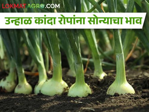 Prices of onion plants increased after unseasonal rains | अवकाळी पावसाने कांद्याचे नुकसान, आता रोपांचा भाव वाढला! 