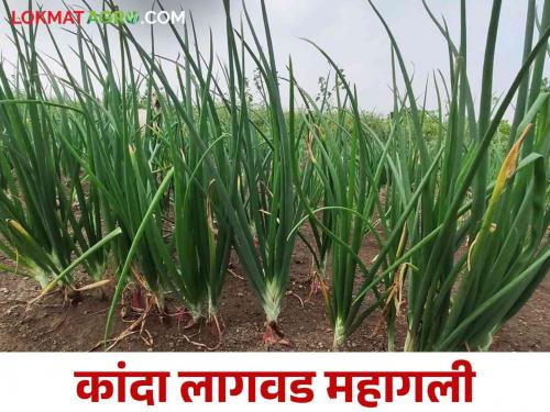 Onion cultivation has become more expensive due to increase in labor and fertilizer prices What is the average cost per acre of onion crop? | मजुरी, खतांच्या दरवाढीने कांदा लागवड महागली.. कांदा पिकाचा सरासरी एकरी खर्च किती?