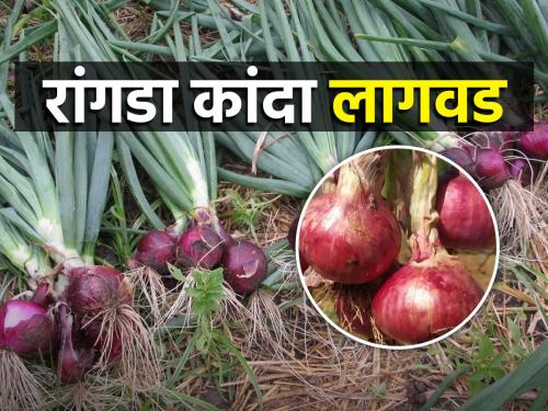 How to cultivate late rangada onion? | रांगडा कांद्याची लागवड कशी करावी?