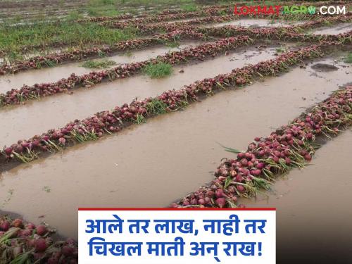 latest news Onion Damage: Onion season is wet… All the farmers' calculations have collapsed! Read in detail | Onion Damage : कांद्याचा हंगाम ओलाचिंब… शेतकऱ्यांचे सारे गणित कोलमडलं! वाचा सविस्तर