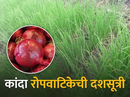 Precautions to be taken while preparing nurseries for Rabi Onion crop | रब्बी कांदा पिकासाठी रोपवाटिका तयार करताना घ्यावयाची काळजी
