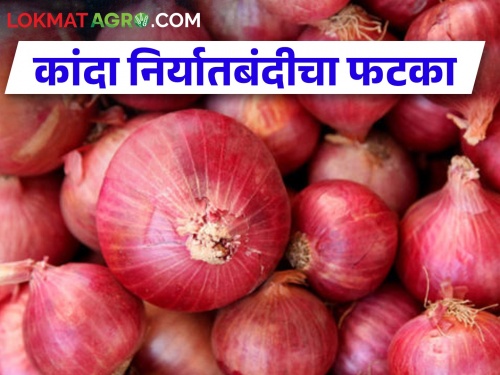 Onion export ban has hit the farmers, the economy of crores has been ruined in Nashik district! | कांदा निर्यातबंदीचा शेतकऱ्यांना फटका, नाशिक जिल्ह्यात कोटींचं अर्थकारण बिघडलं! 