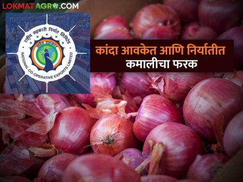 Latest News Onion arrival 1.25 lakh quintal; Exports are only 50 thousand tons | Onion Issue : एकट्या नाशिक जिल्ह्यात रोज कांदा आवक सव्वा लाख क्विंटल, मग निर्यात केवळ 50 हजार टनचं का? 