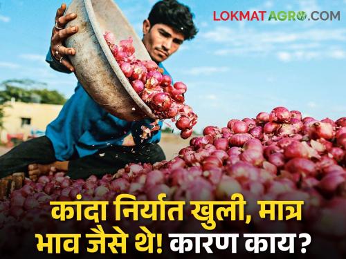 Latest News Onion Issue Onion export is open but market price is down know more details | Onion Issue : कांदा निर्यात खुली, पण भाव काही वाढेनात! वाचा नेमकं काय घडतंय? 