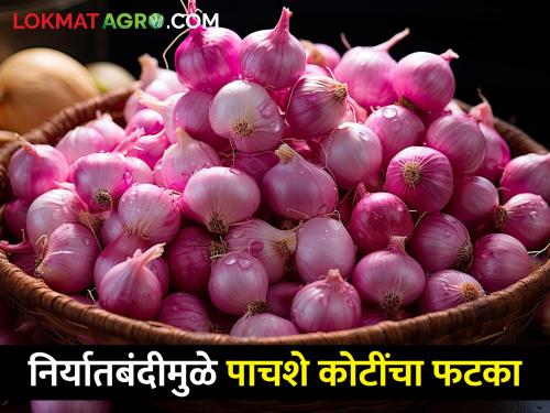 Latest News 500 crore hit to onion farmers due to export ban | निर्यातबंदीमुळे पाचशे कोटींचा फटका, द्राक्ष उत्पादक शेतकरी संकटात 