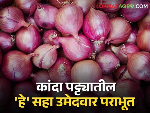 Latest News Loksabha Election 2024 Six candidates lost in Lok Sabha elections due to neglect of onion issue | Loksabha Election 2024 : कांदा पट्ट्यातील 'हे' उमेदवार पराभूत, शेतकऱ्यांचा रोष मतपेटीतून दिसला...!