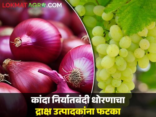 Onion export ban policy hit grape growers, but how? | कांदा निर्यातबंदी धोरणाचा द्राक्ष उत्पादकांना फटका, पण कसा? 