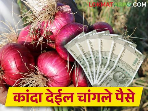 If you feel that onion should get good market price then do this | कांद्याला चांगला बाजारभाव मिळाला पाहिजे असं वाटतंय, तर हे कराच